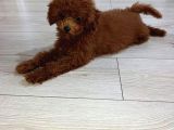4 Aylık Çogu Aşısı Tamamlanmıs Erkek Toy Poodle