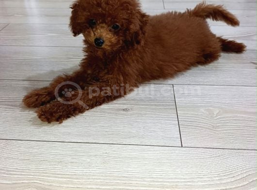 4 Aylık Çogu Aşısı Tamamlanmıs Erkek Toy Poodle görsel