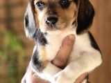 Safkan Beagle Yavruları