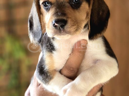 Safkan Beagle Yavruları görsel