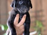 Cane Corso Yavruları