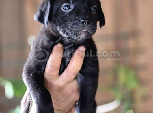 Cane Corso Yavruları görsel