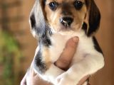 Safkan Beagle yavruları