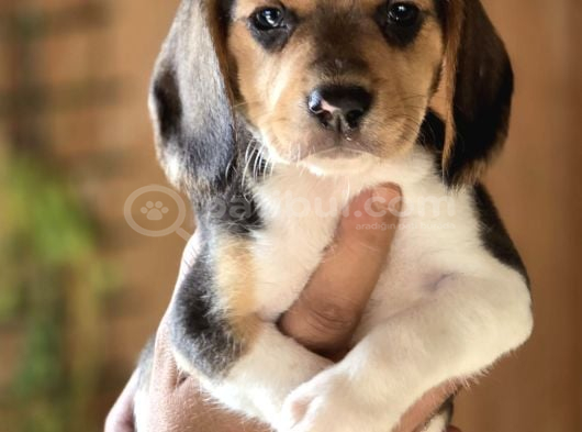 Safkan Beagle yavruları