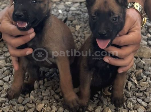 Üst Düzey Belçi̇ka Yavrularu görsel