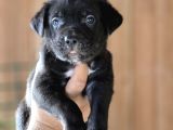 Cane Corso Yavruları