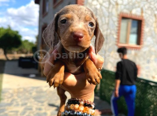 Dachshund Yavrularımız Eşsiz Güzellikler görsel
