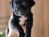 Cane Corso Yavruları