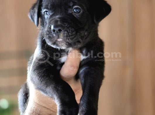Cane Corso Yavruları görsel