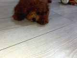 4 Aylık Çogu Aşısı Tamamlanmıs Erkek Toy Poodle