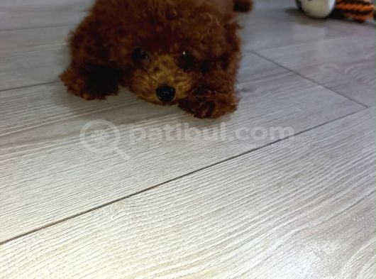 4 Aylık Çogu Aşısı Tamamlanmıs Erkek Toy Poodle görsel