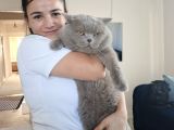 British Shorthair Yavrularımız