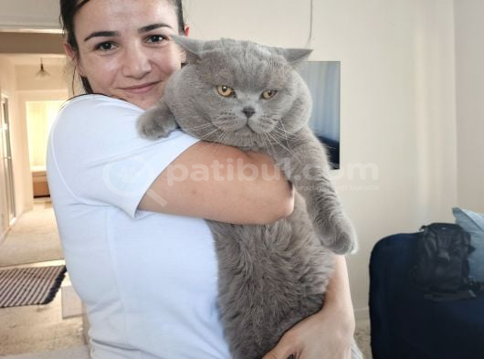 British Shorthair Yavrularımız görsel