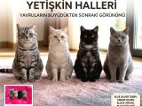 British Shorthair Yavrularımız