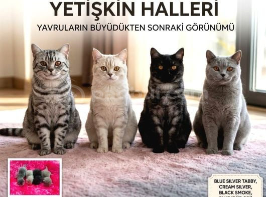 British Shorthair Yavrularımız görsel