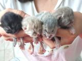 British Shorthair Yavrularımız