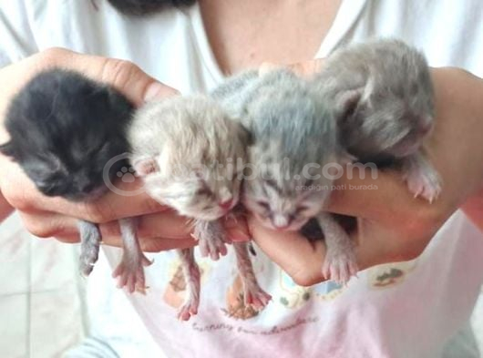 British Shorthair Yavrularımız