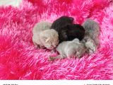 British Shorthair Yavrularımız