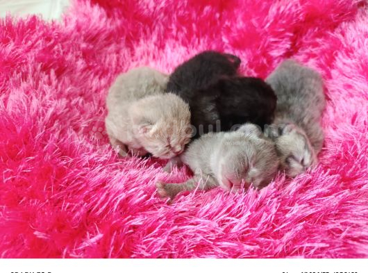 British Shorthair Yavrularımız görsel
