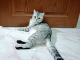 British Shorthair Yavrularımız