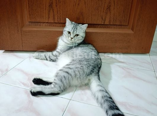 British Shorthair Yavrularımız görsel