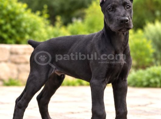 Egzotik Nadir renk Heybetli Estetikli Yavru Dobermanlar