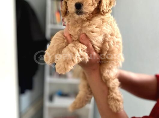 Pet Eğitimli Maltipo Yavrum Ailesini Bekliyor görsel