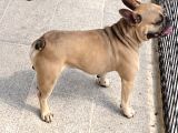 2 YAŞINDA HARİKA ORJİNAL FRANSIZ BULDOG