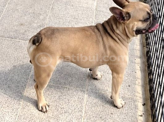 2 YAŞINDA HARİKA ORJİNAL FRANSIZ BULDOG