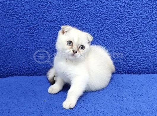 Tesli̇me Hazir Mükemmel Bi̇r Scotti̇sh Fold görsel