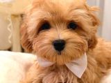 Malti̇poo Ci̇nsi̇ Yavrular Ev Üreti̇mi̇