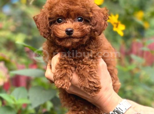 Toy Poodle Sevi̇mli̇ Yavrular Ev Üreti̇mi̇ görsel
