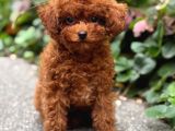 Toy Poodle Sevi̇mli̇ Yavrular Ev Üreti̇mi̇