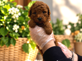 Red Browne Kore Toy Poodle Bebekleri̇mi̇z