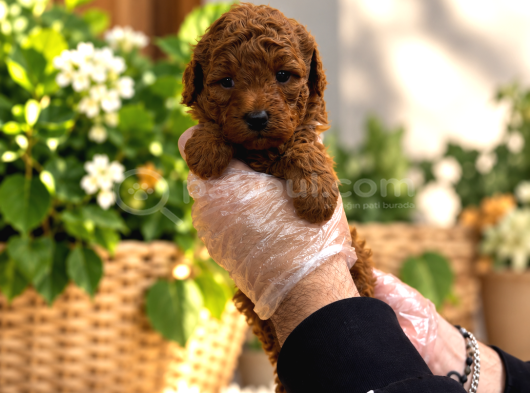 Red Browne Kore Toy Poodle Bebekleri̇mi̇z görsel