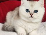 Masum Güzellik Ns24 British Shorthair