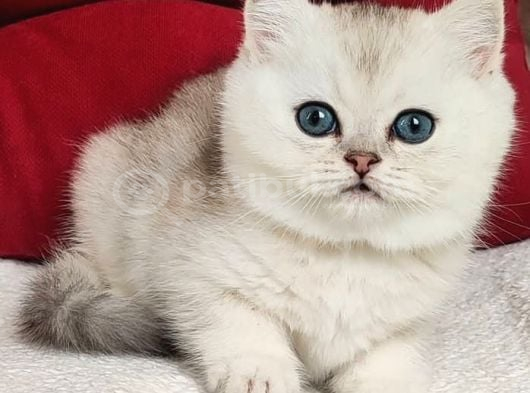Masum Güzellik Ns24 British Shorthair