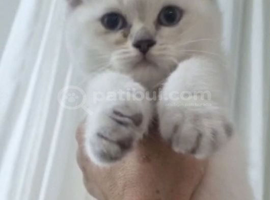 Blupoint yavrularımız teslime hazır