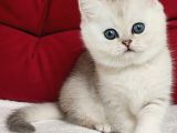 Masum Güzellik Ns24 British Shorthair