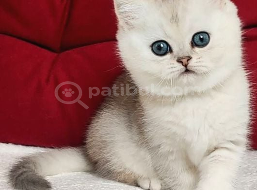Masum Güzellik Ns24 British Shorthair görsel