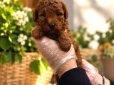 Red Browne Kore Toy Poodle Bebekleri̇mi̇z