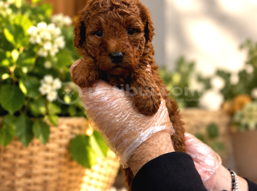 Red Browne Kore Toy Poodle Bebekleri̇mi̇z görsel