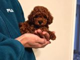Red Toy Poodle 2 Aylık Dişi