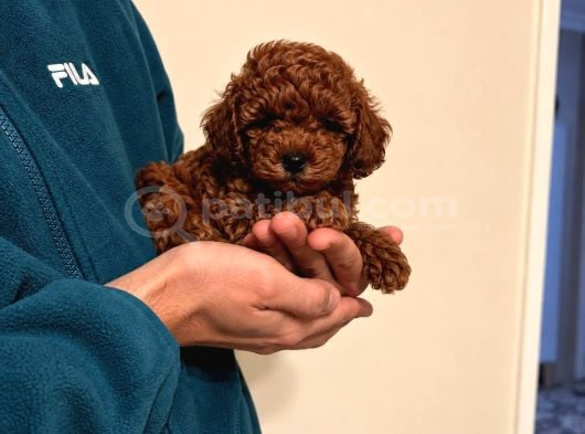 Red toy poodle 2 aylık dişi
