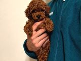 Red Toy Poodle 2 Aylık Dişi