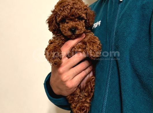 Red Toy Poodle 2 Aylık Dişi görsel