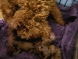 Koyu Renk Toy Poodle Bebekler