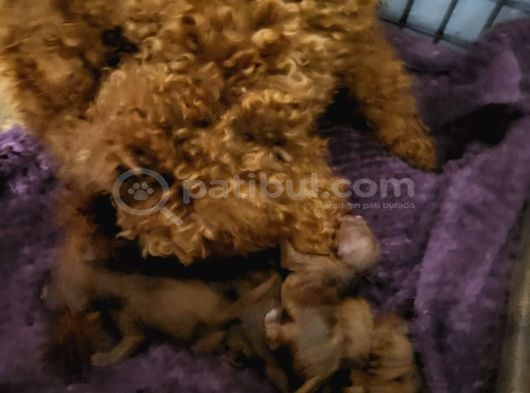 Koyu Renk Toy Poodle Bebekler görsel