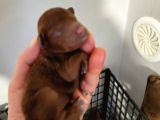 Koyu Renk Toy Poodle Bebekler