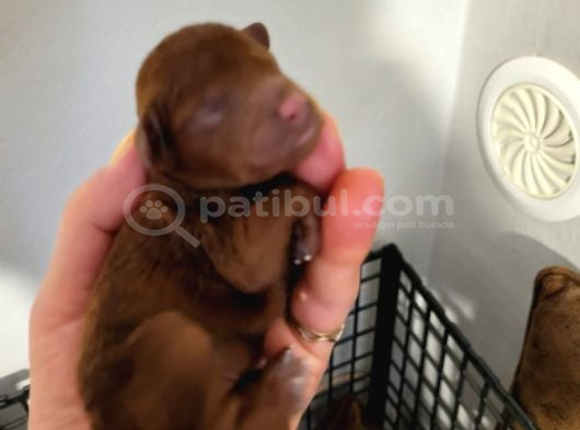 Koyu Renk Toy Poodle Bebekler görsel